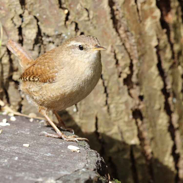 wren Animal totem