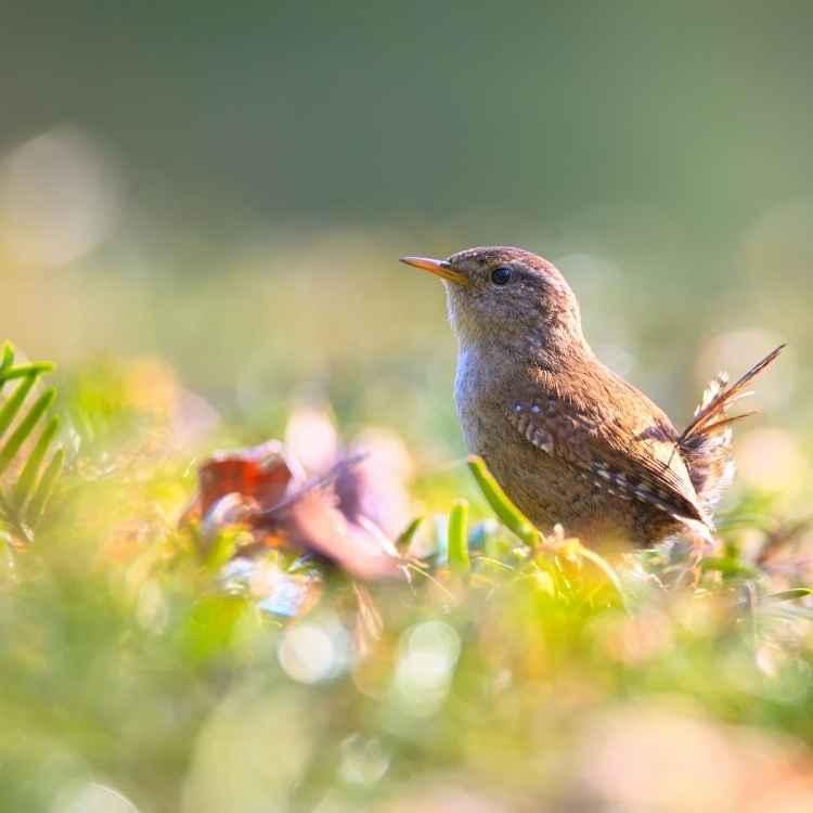 wren Spiritual meaning