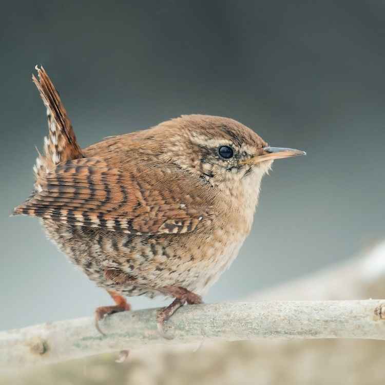 wren meaning