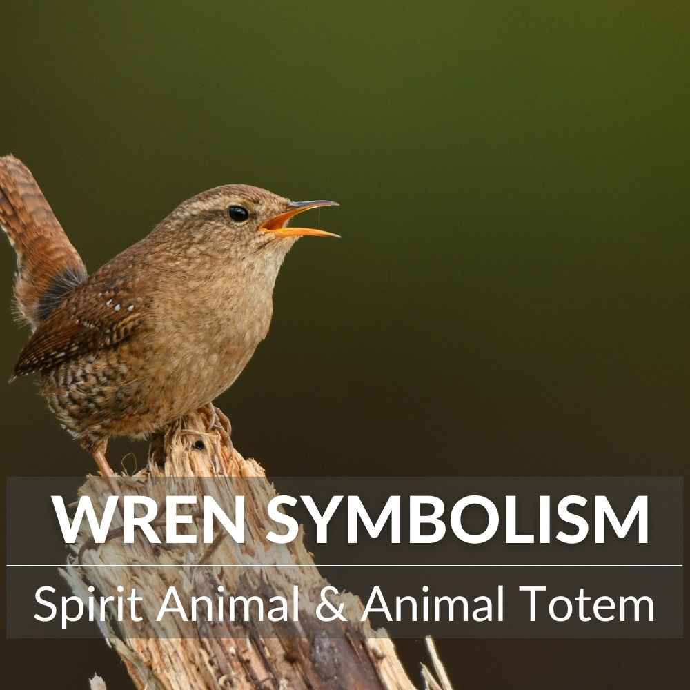 Wren Symbolism: Spirit Animal & Animal Totem 