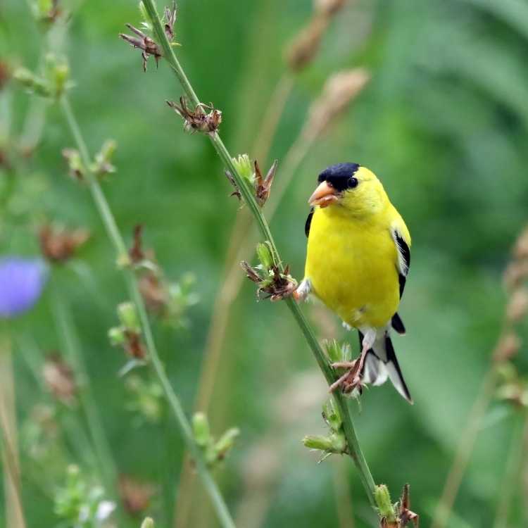 American Goldfinch