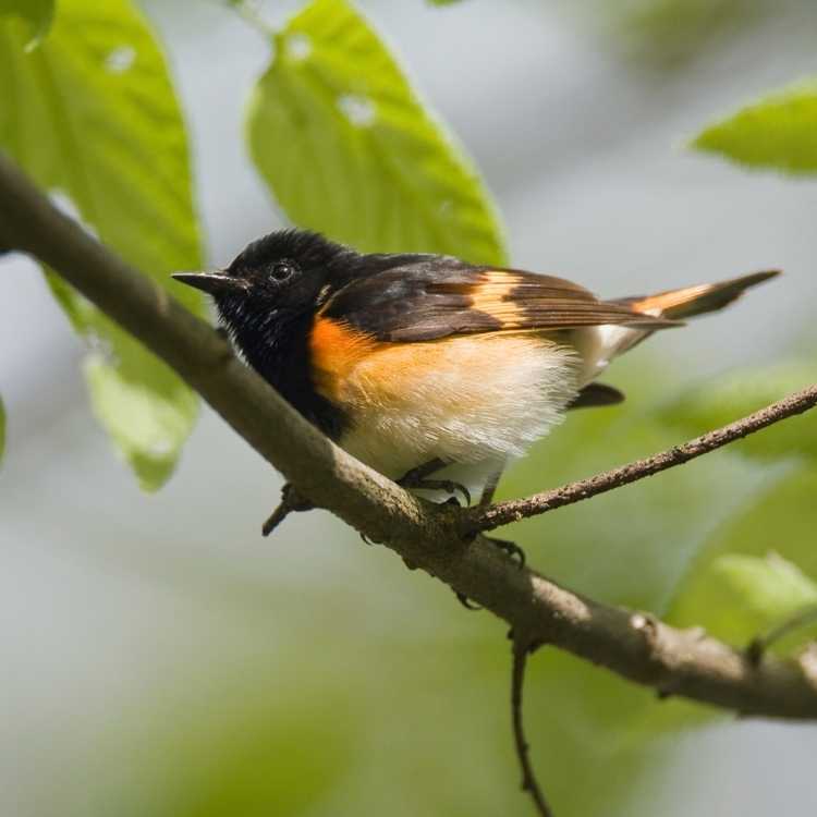 American Redstart