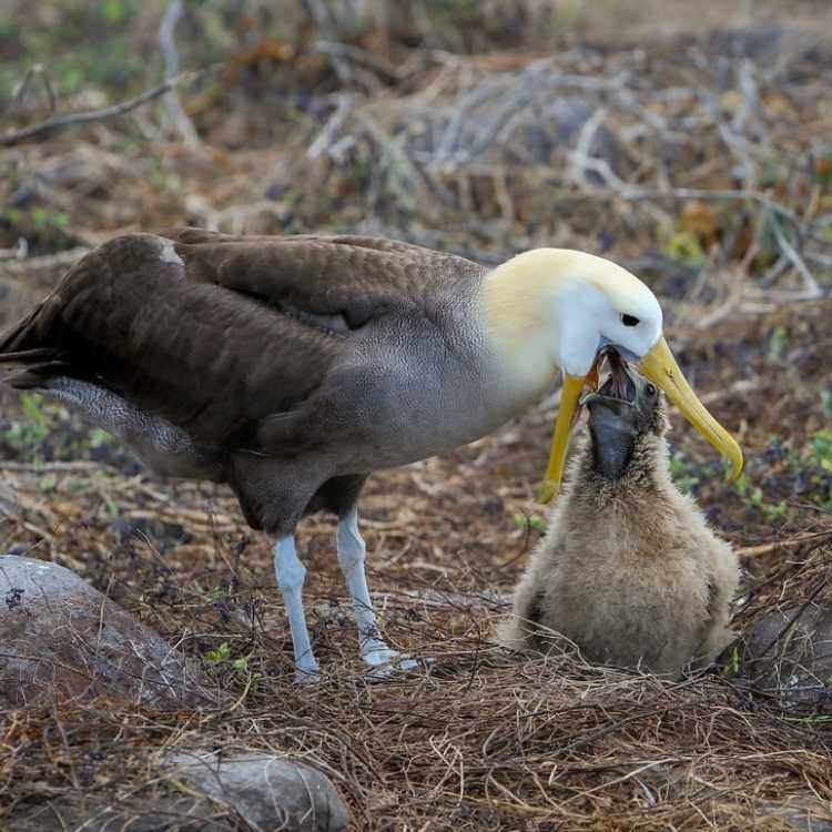 Amsterdam Albatross