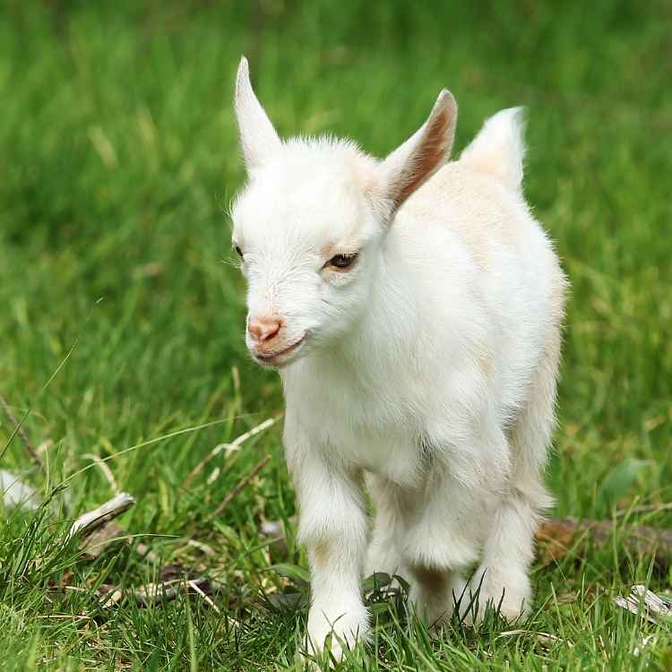 Baby goat in dream meaning