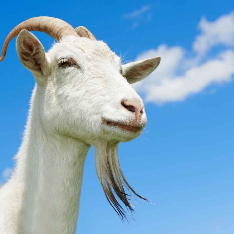 Biblical Meaning Of A Goat In A Dream