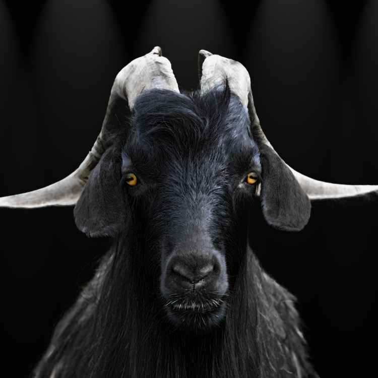 Black Goat in dream