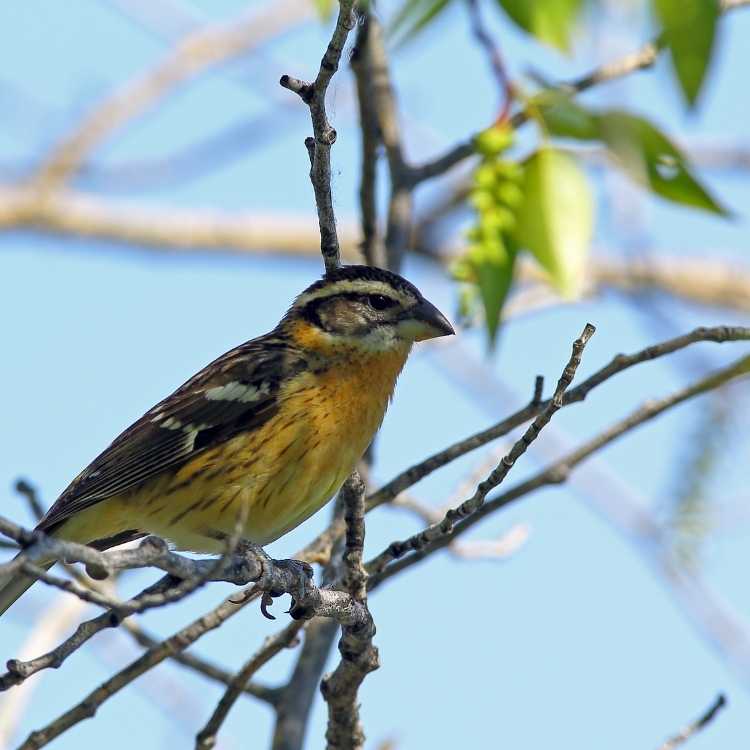 Black-Headed Grosbeak