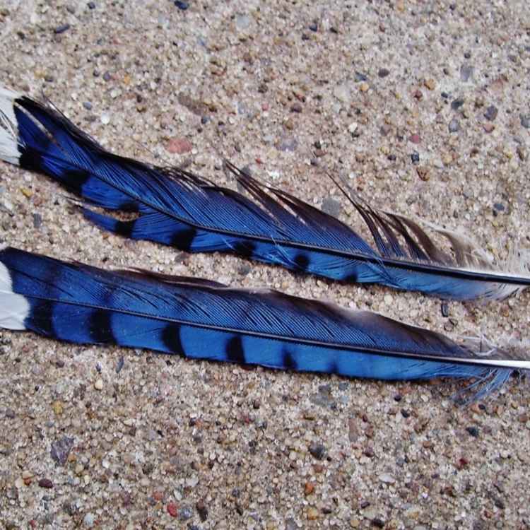 Black blue feather