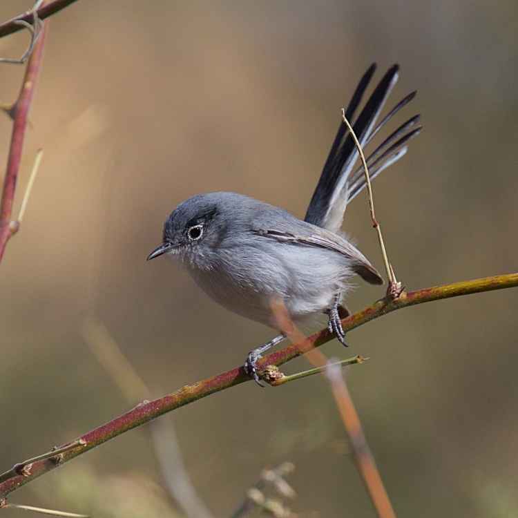 Black-capped Gnatcatcher