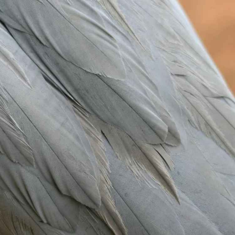Blue and gray feather