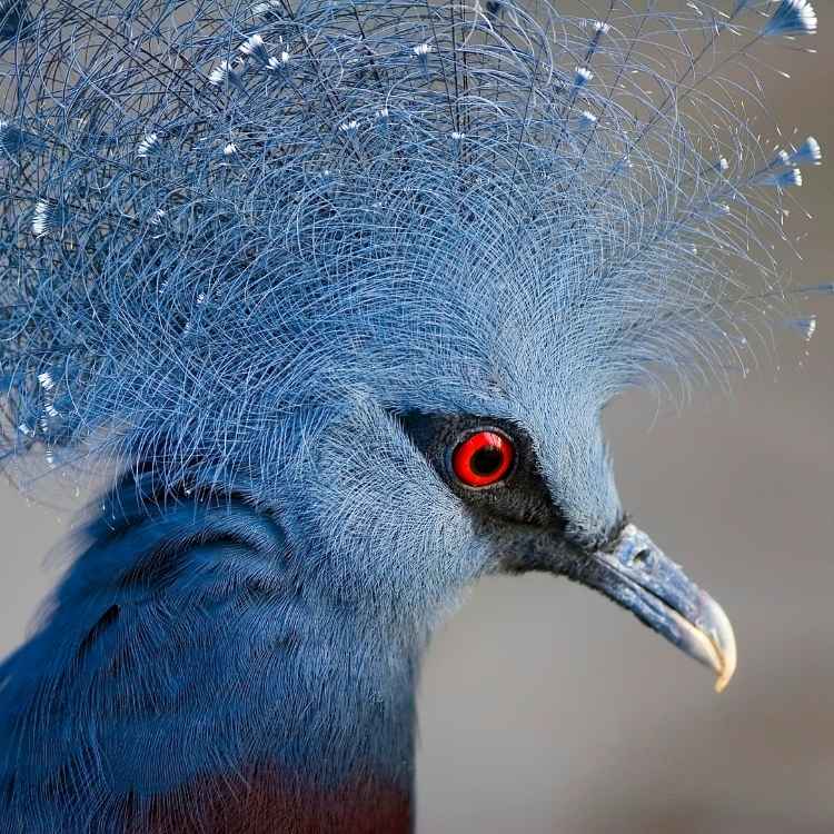 Blue feather symbolism