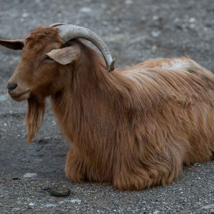 Brown Goat in dream