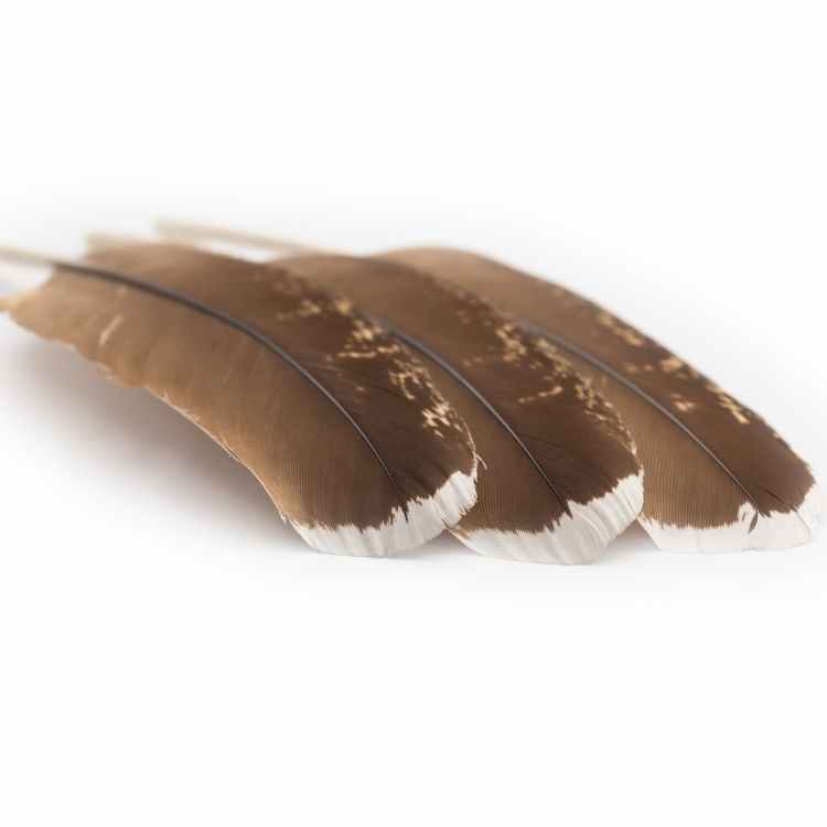 Brown and white feather