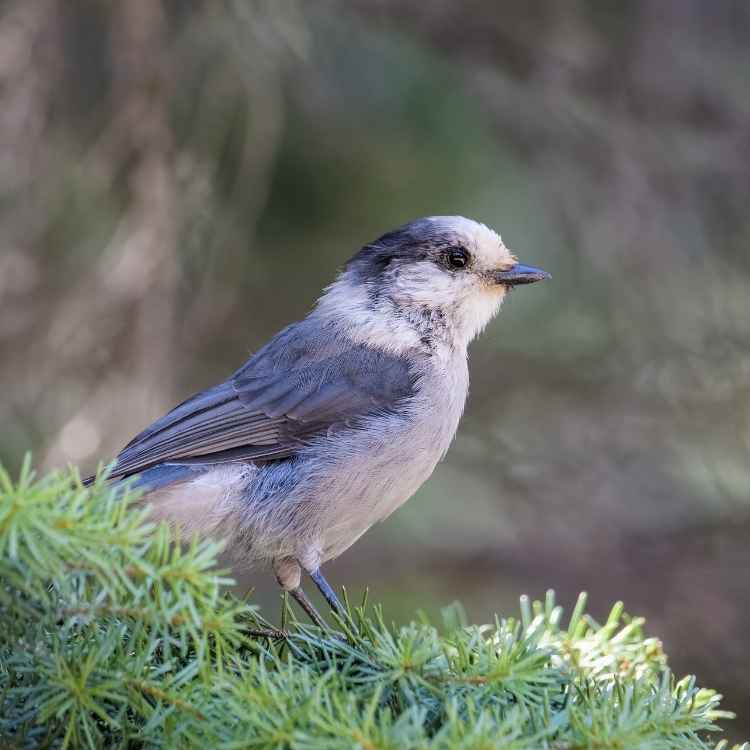 Canada Jay