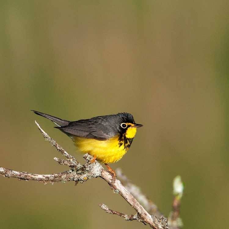 Canada Warbler