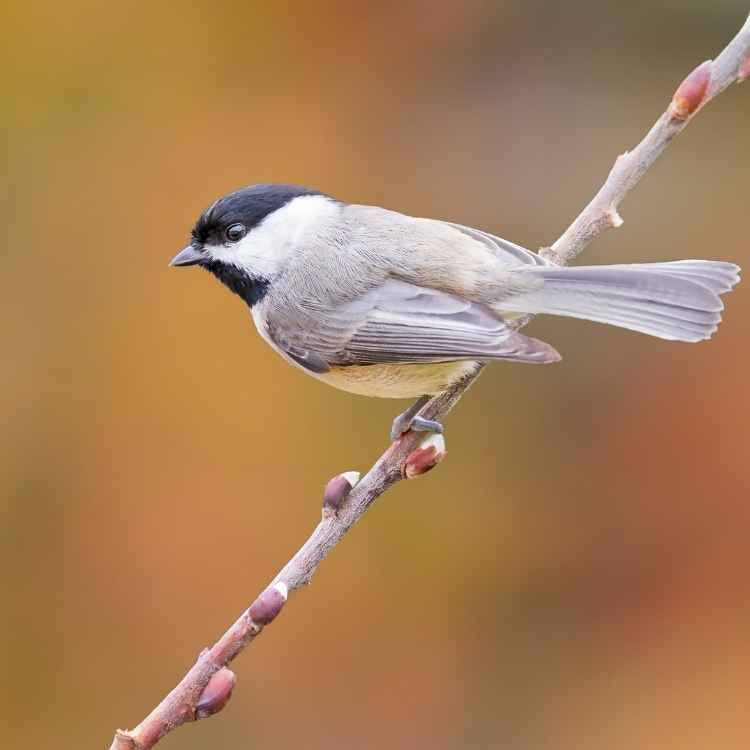 Carolina Chickadee