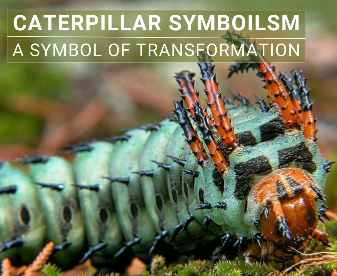 Caterpillar Symbolism