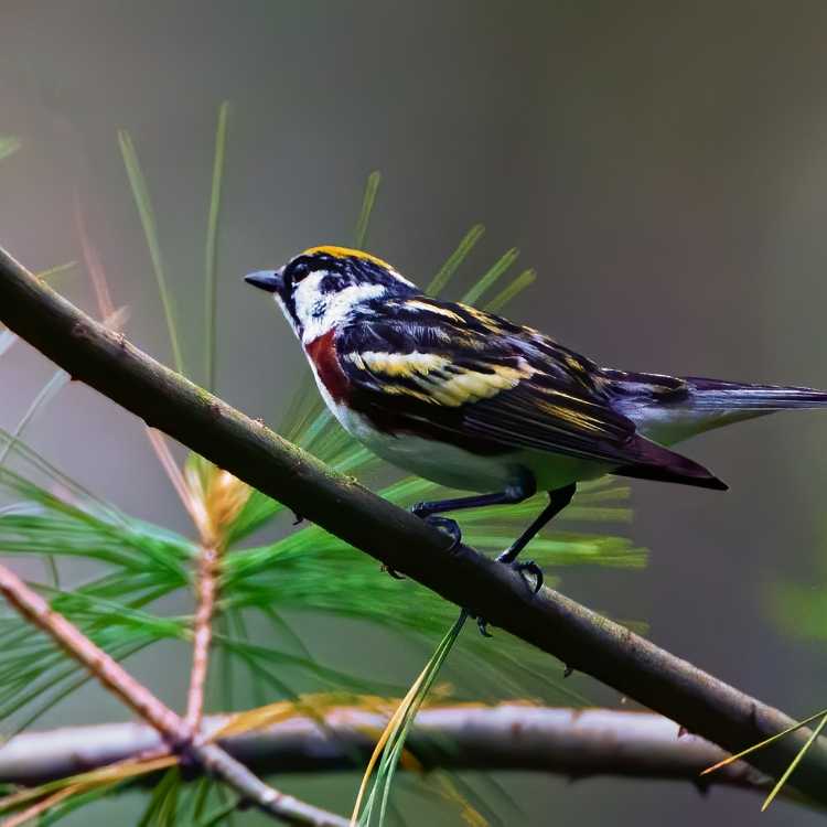 Chestnut-Sided Warbler