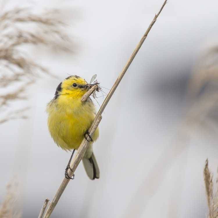 Citrine Wagtail List Of Yellow Birds - The Top 40 Beauties (With Images)