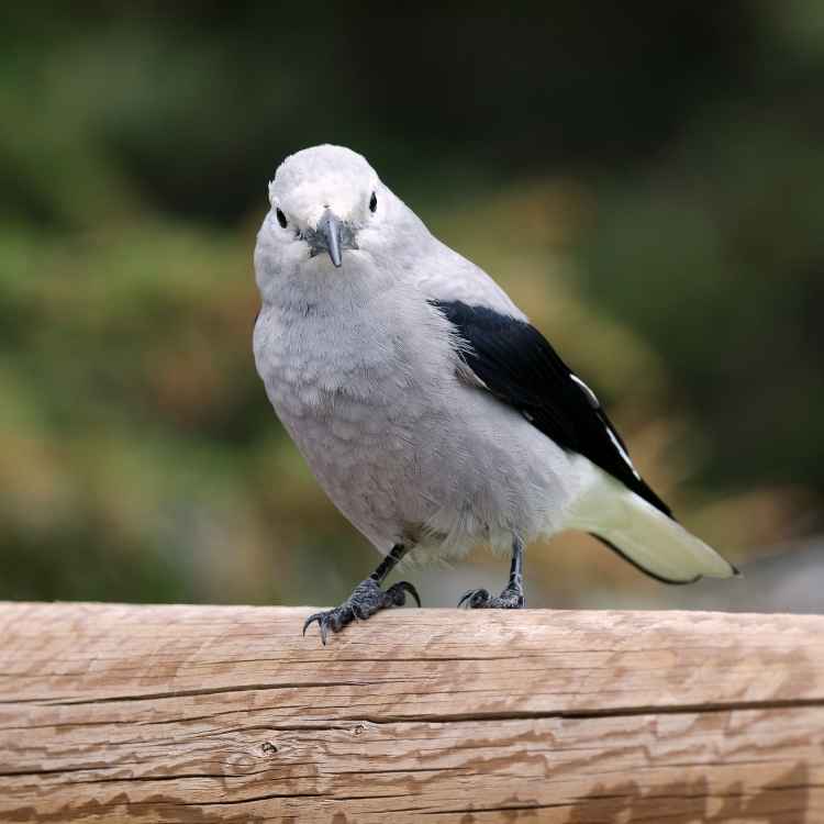 Clark’s Nutcracker