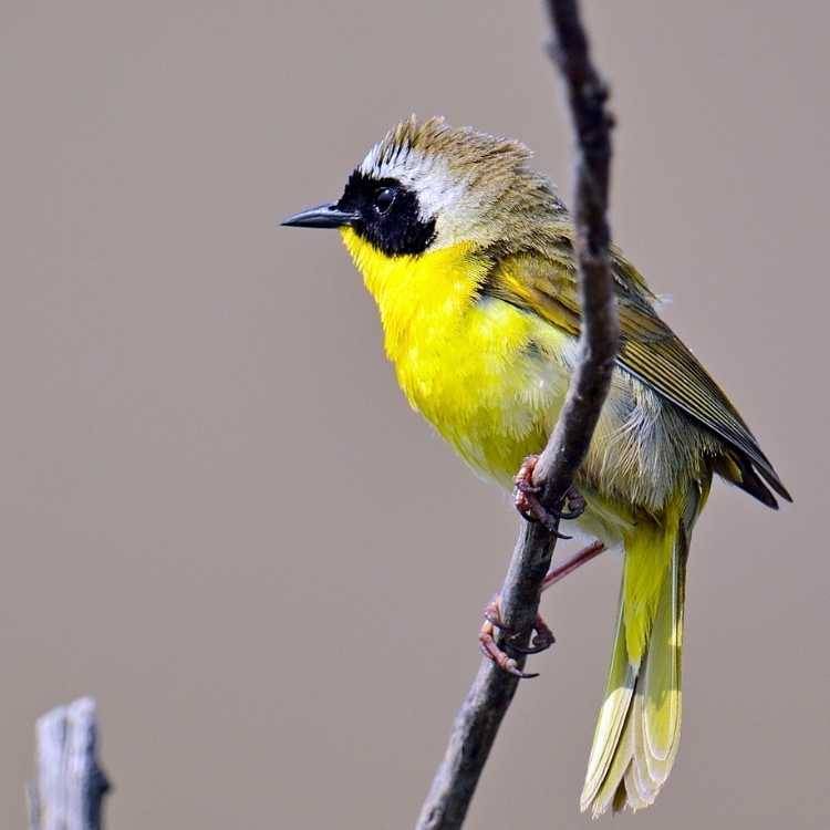 Common Yellowthroat