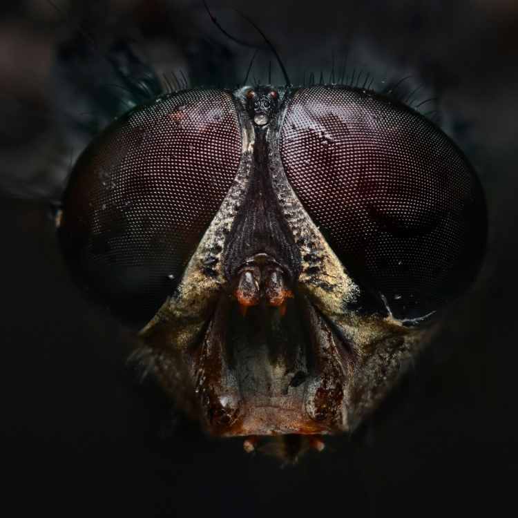 Dead Flies Meaning Learn About The Symbolism dead-flies-meaning-learn-about-the-symbolism