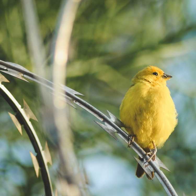 Domestic canary