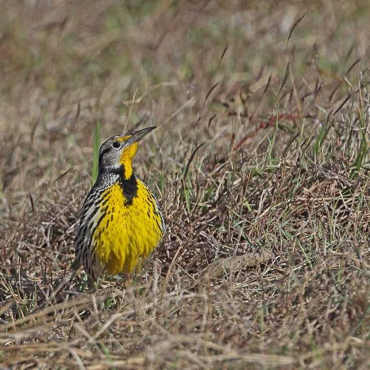 Eastern Meadowlark