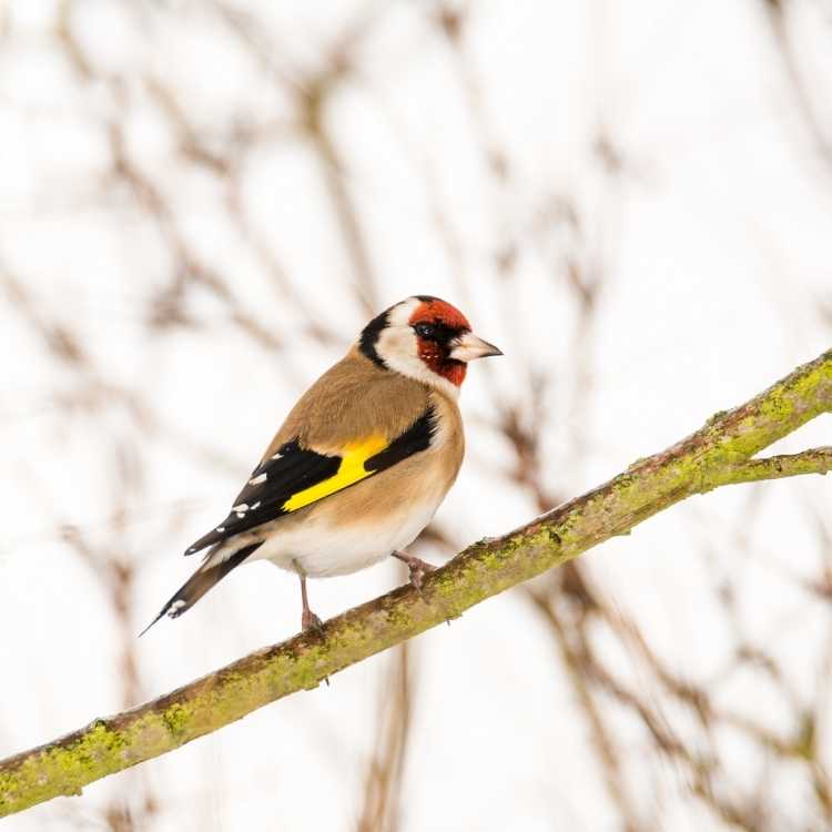 European Goldfinch