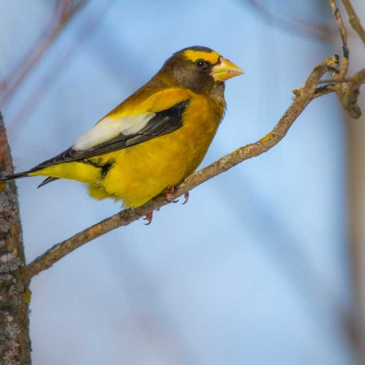 Evening Grosbeak