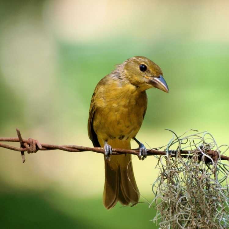 Female Summer Tanager