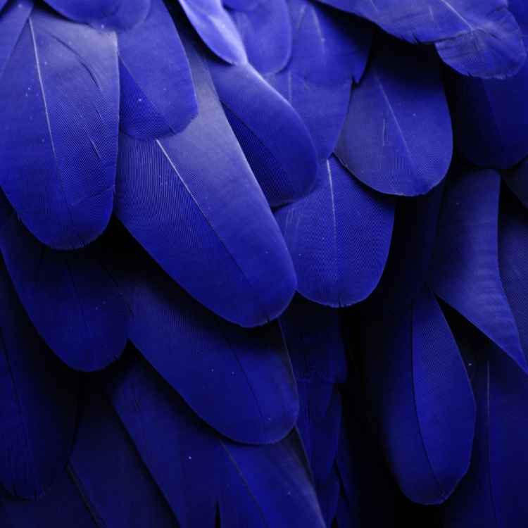 Finding a blue feather meaning