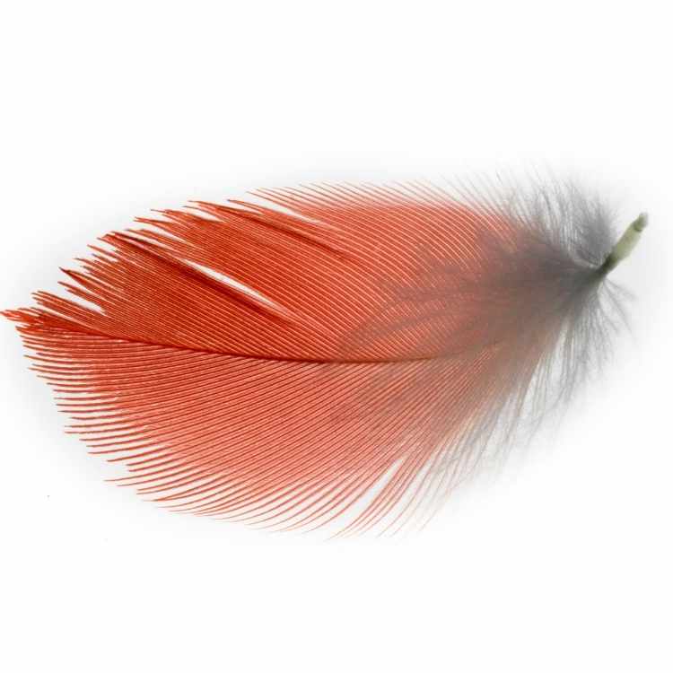 Finding a red feather