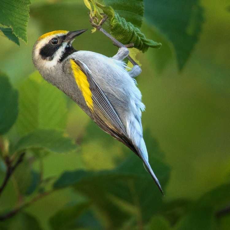 Golden-winged_Warbler