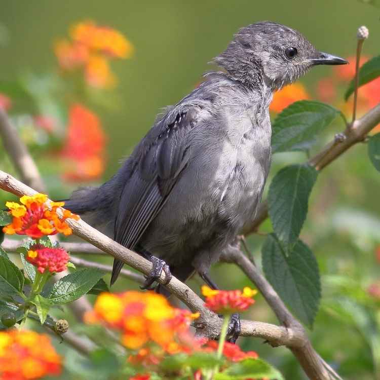 Gray Catbird