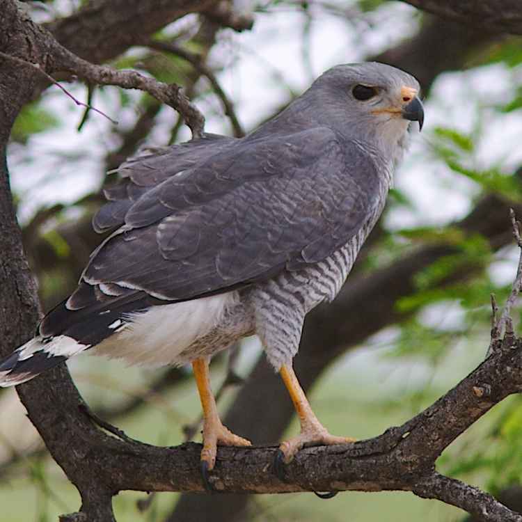 Gray Hawk