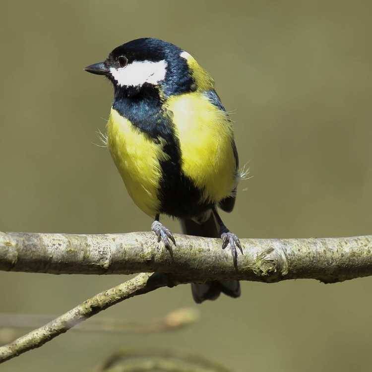 Great Tit