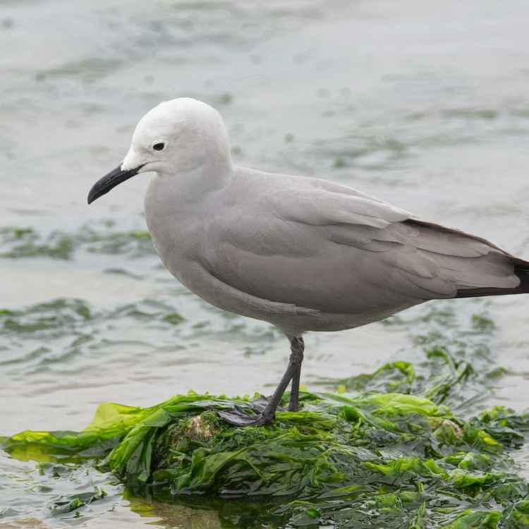 Grey Gull