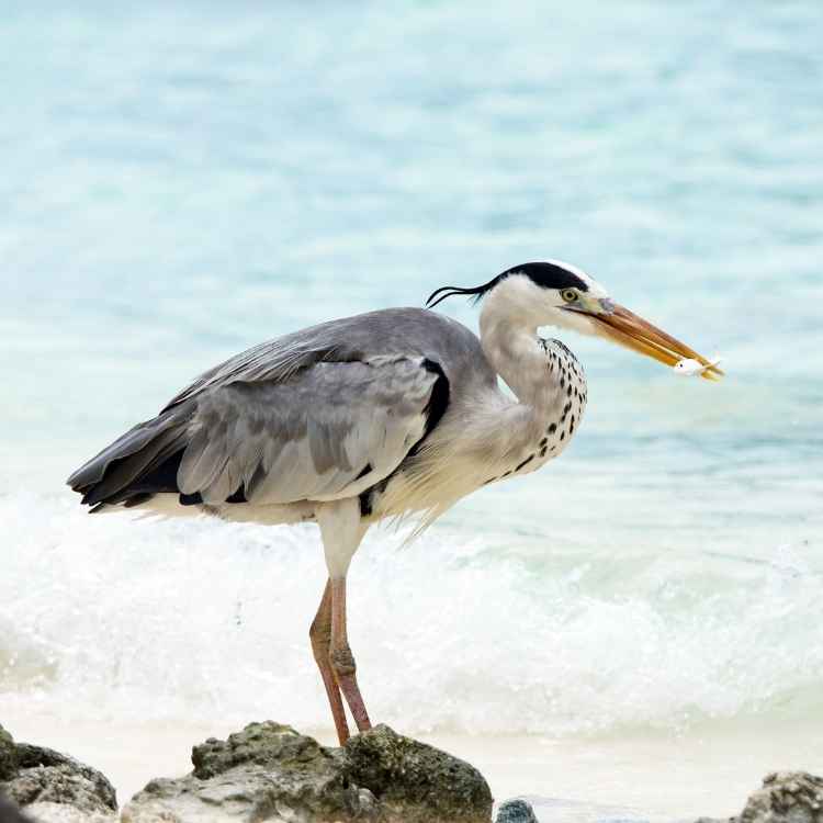 Grey Heron