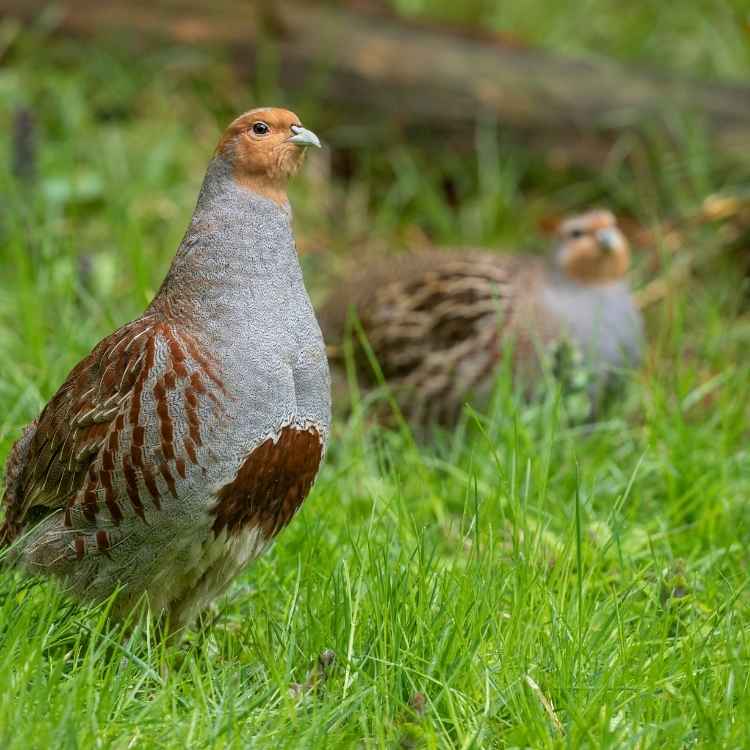 Grey Partridge