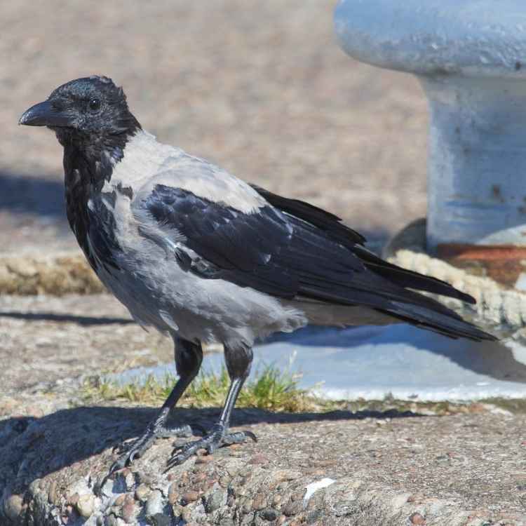 Hooded crow