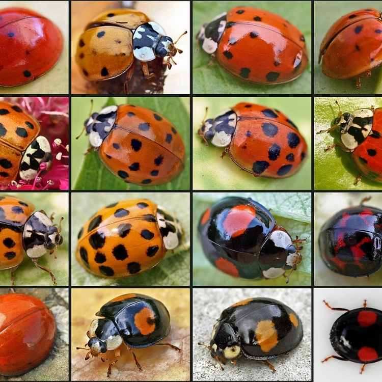 Ladybug symbolic meaning