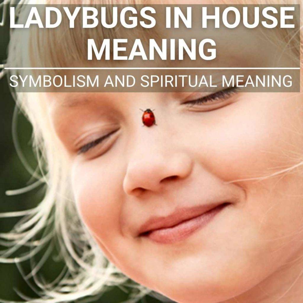 Ladybugs In House Meaning