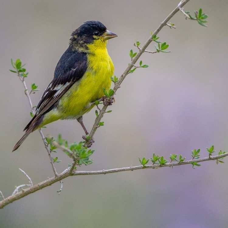 Lesser Goldfinch