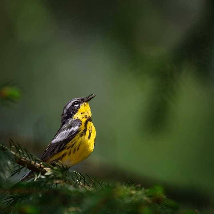 Magnolia Warbler