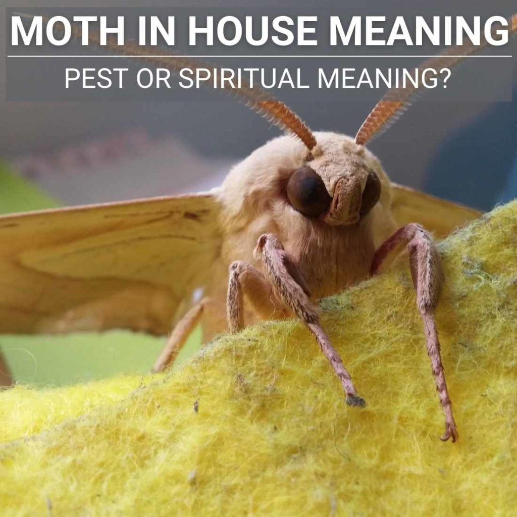 Moth In House Meaning