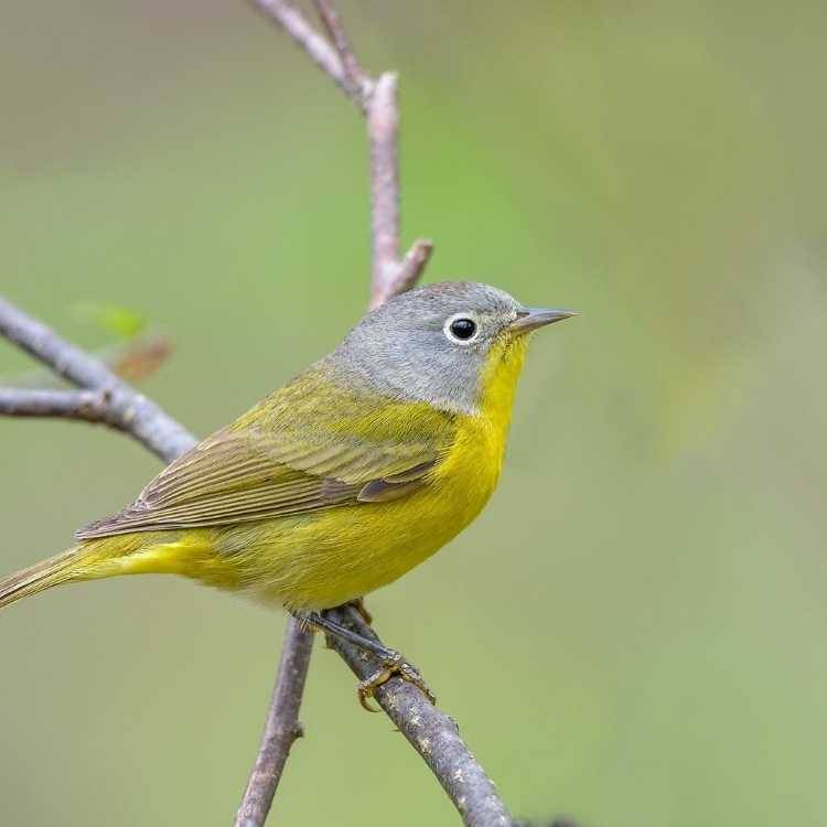 Nashville warblers