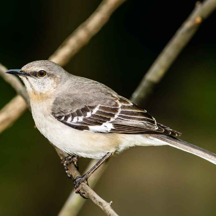 Northern Mockingbird