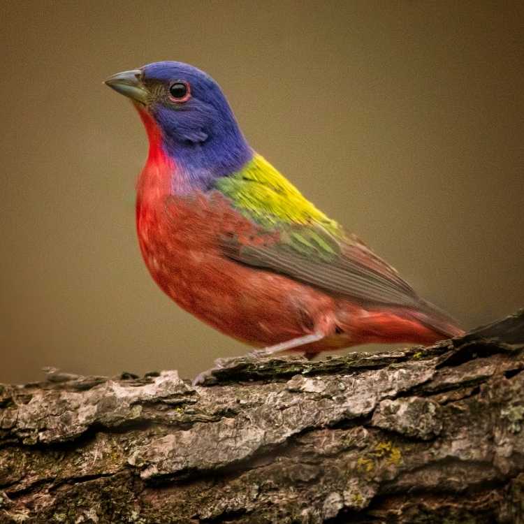 Painted Bunting