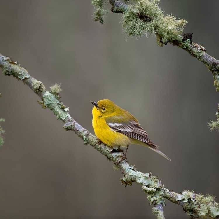 Pine Warbler